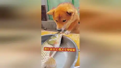 狗狗也懂人工呼吸