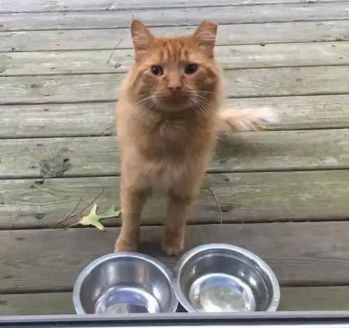 男子花一年时间接近流浪橘猫,积极说服要不要当我的家人