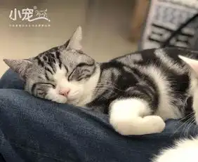 英国短毛猫和什么品种配最好