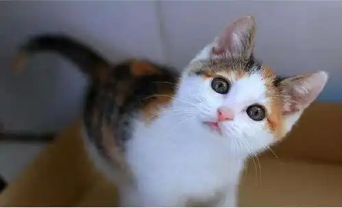 如果你要养猫,建议选择田园猫,好处有6点