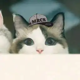 情头别过来,你胖到我了