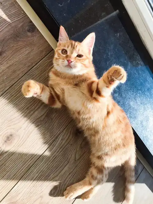 和男友一起养猫,我的地位会不如猫吗