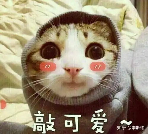 为什么猫喜欢睡人身上,求解答