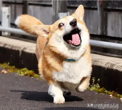 抛弃偶包的小柯基,戏精表情综艺摔样样来,各种崩坏瞬间大集合