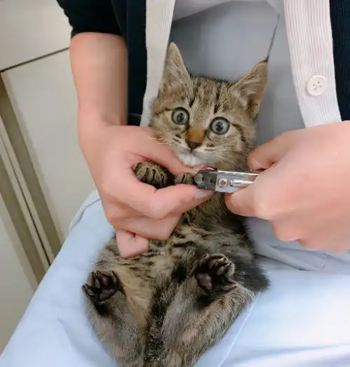 小猫咪第一次剪指甲,它表情超惊讶,网友笑翻有那么恐怖吗