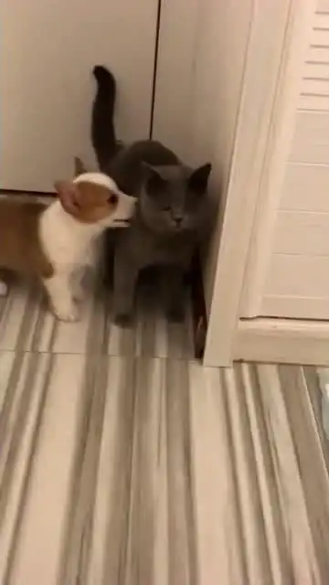 蓝猫被小柯基缠着无奈了,网友这生无可恋的表情太可爱了