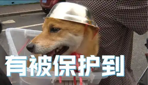 笑喷大伯骑车给狗子戴自制头盔评论亮了
