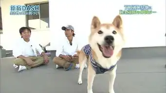 柴犬嫌弃的表情包去世