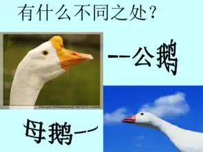 14白公鹅素材53张ppt