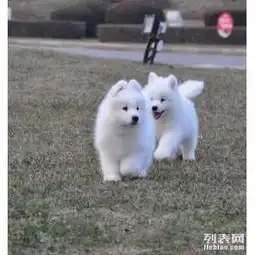 成都哪里卖边牧犬成都哪里出售萨摩耶狗成都哪里有边牧狗狗成