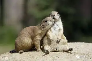 爱情的最高境界是什么,看看这些相亲相爱的小动物就明白了