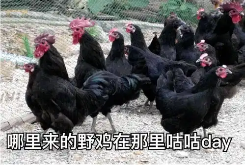 家禽表情包鸡年