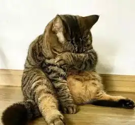 主人让猫咪减肥被拒绝,求爱失败后偷偷抹眼泪,猫悔不该