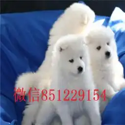 南昌哪里卖萨摩耶,萨摩耶多少钱,健康保证
