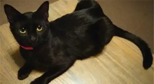 家里的黑猫喜欢钱,比主人都富有,它教会妹妹后,主人疯了