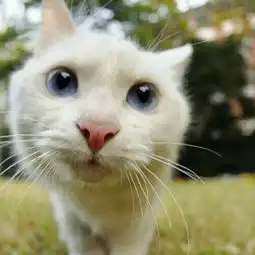 小白人头像表情包猫咪