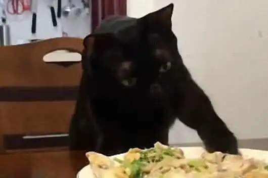 黑猫偷吃鱼烫到爪了,一边甩爪子一边看鱼,纠结的小表情逗笑众人