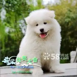 出售纯种萨摩耶健康质保可签协议佳美犬舍