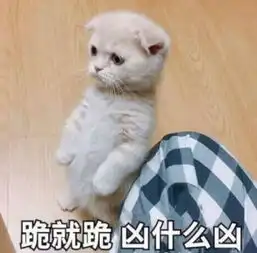 最近火了一组猫咪撒娇表情包凶什么凶,我跪下来不就好了
