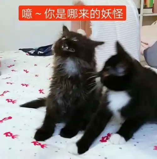 想不到,那些让我半夜偷偷收藏的沙雕表情包,竟是出自ai之手