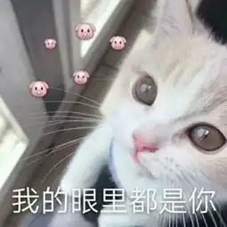 猫猫头表情包动漫