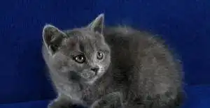 蓝色英国短毛猫英短dd