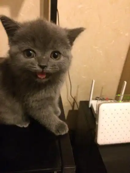 英国短毛蓝猫毛色有深有浅怎么办我的蓝猫颜色不一样,有什么办法让它毛一样吗,或者通过给它剃毛