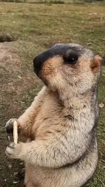土拨鼠真是一种神奇的生物,眼前的一幕,太可爱了