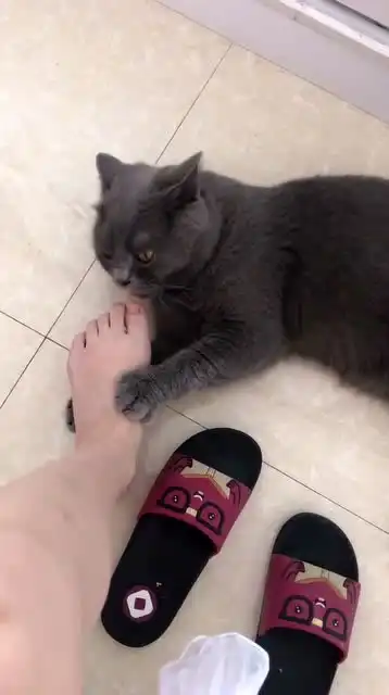 这脚到底有多臭看看这猫咪的表情就知道,像吸了仙气