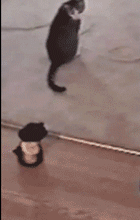 好奇害死猫表情包gif加