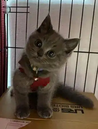 养到变脸包,大眼英短变酒醉胖大叔,猫咪不演了,看透喵生