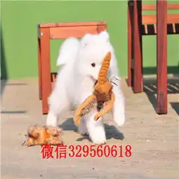 安顺哪里有卖纯种萨摩耶萨摩耶多少钱赛级萨摩耶幼犬出售出售家养萨摩耶宝宝
