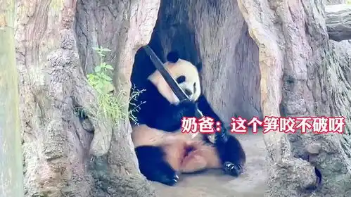 万万没想到,我们福宝也有会拿着笋无奈的表情