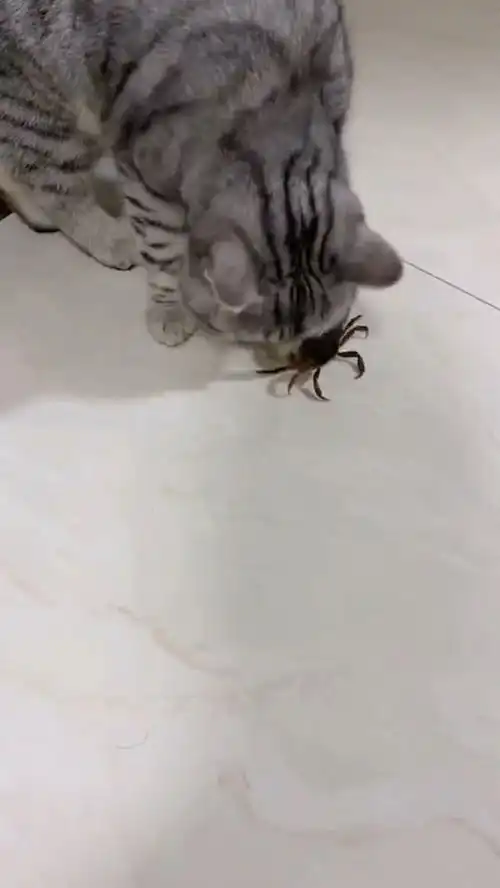 诚不欺我,好奇害死猫