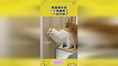 两猫咪吵架,一个表情亮了,一个动作绝了