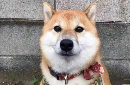 网友下班发现邻居的柴犬在自家门口,忍不住给它拍了照片,但后来他竟在照片里发现