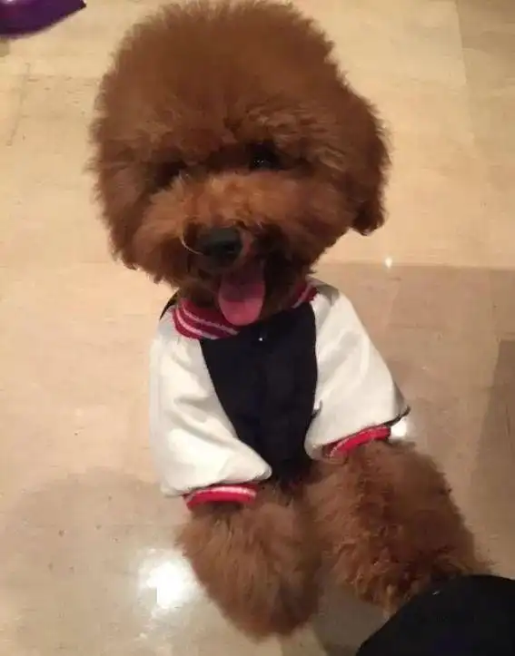 易烊千玺胡歌都爱猫,娱乐圈男明星的爱宠都是什么呢