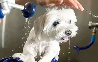 狗狗为什么总打喷嚏,狗狗打喷嚏是不是生病了