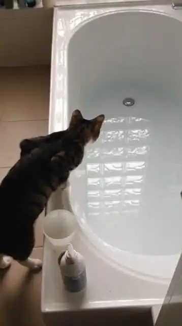 好奇害死猫