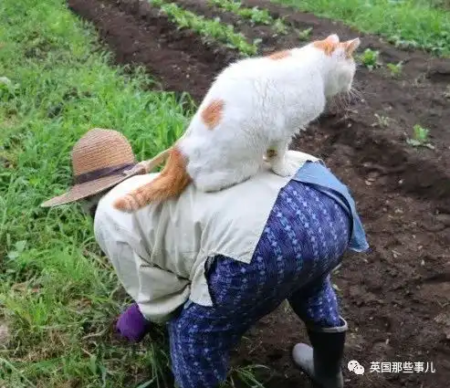 猫叔回猫星了它世无争的幸福表情,治愈了无数网友网易订阅