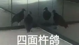 收藏表情包打麻将