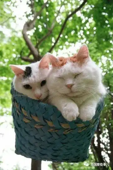 猫叔回猫星了它世无争的幸福表情,治愈了无数网友网易订阅
