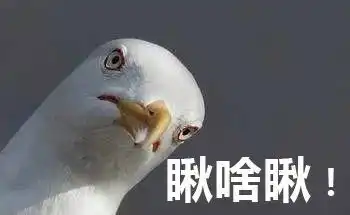 表情包动物系列瞅啥瞅