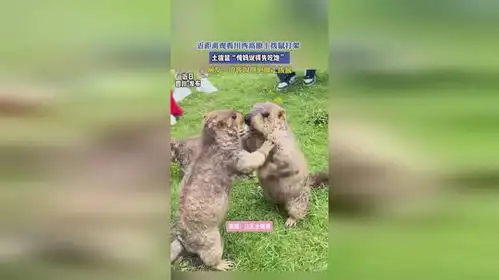 土拨鼠叫表情包视频近距