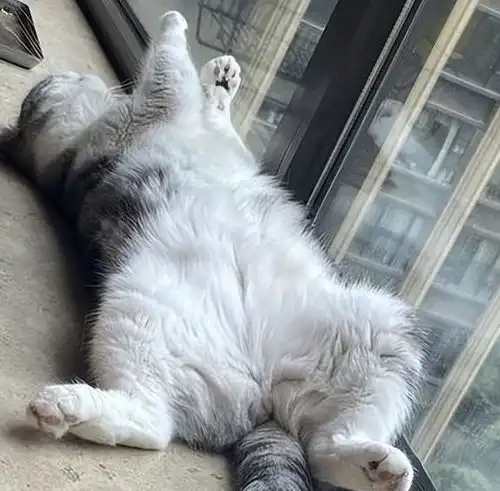 一只猫对你翻肚皮就代表爱你大错特错,还有这些含义
