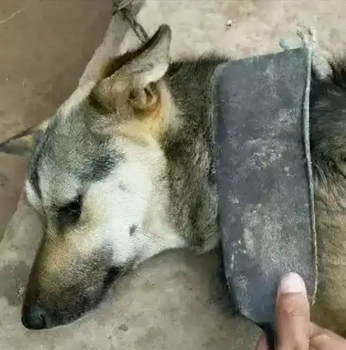 就算你跟狗狗关系好,也别这样做,不然后悔也没用