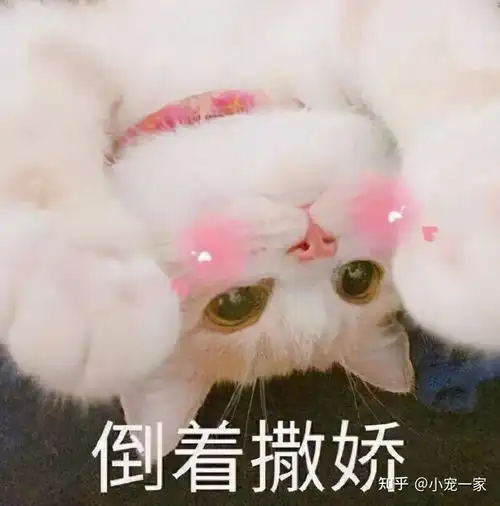 据说养猫的男生,都有这7个特质