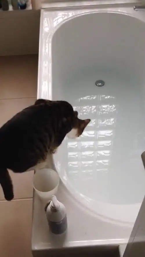 好奇害死猫