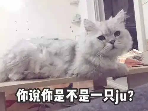 猫猫表情包大赛万万没想到最后获奖的居然是它