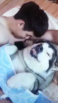 男朋友搂着哈士奇睡觉,当看到狗狗表情后,简直让女子哭笑不得